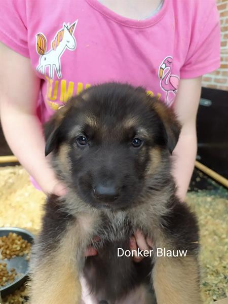 Grote foto kortharige duitse herder puppy dieren en toebehoren herdershonden en veedrijvers