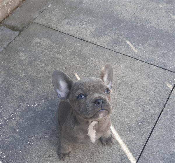 Grote foto franse bulldogs pup mogen het nest verlaten. dieren en toebehoren bulldogs pinschers en molossers