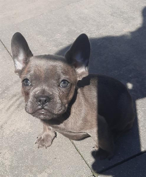 Grote foto franse bulldogs pup mogen het nest verlaten. dieren en toebehoren bulldogs pinschers en molossers