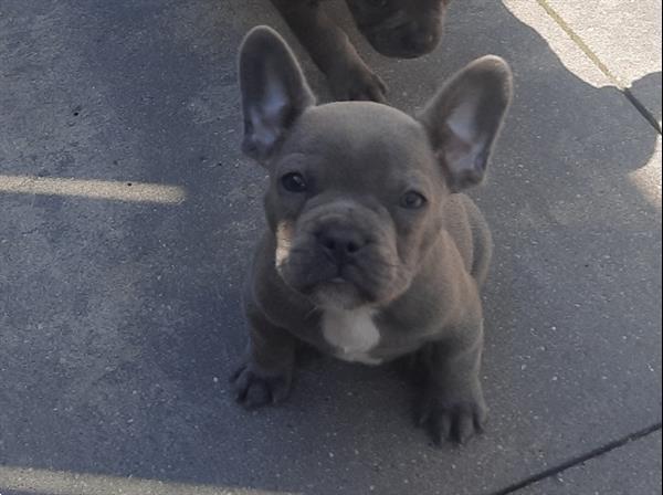 Grote foto franse bulldogs pup mogen het nest verlaten. dieren en toebehoren bulldogs pinschers en molossers