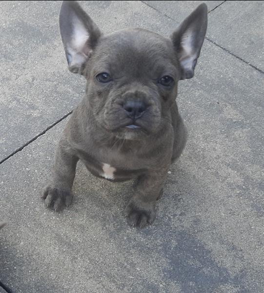 Grote foto franse bulldogs pup mogen het nest verlaten. dieren en toebehoren bulldogs pinschers en molossers