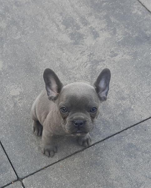 Grote foto franse bulldogs pup mogen het nest verlaten. dieren en toebehoren bulldogs pinschers en molossers