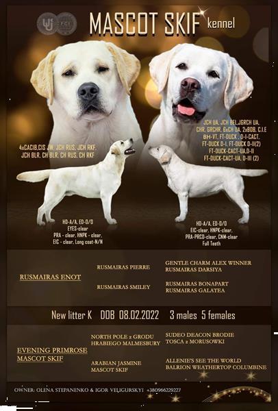 Grote foto labrador retriever pups dieren en toebehoren retrievers spani ls en waterhonden