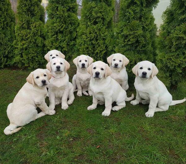 Grote foto labrador retriever pups dieren en toebehoren retrievers spani ls en waterhonden