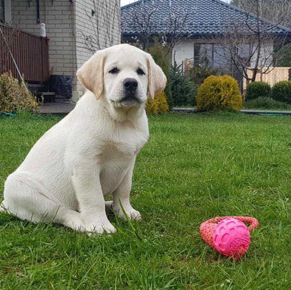 Grote foto labrador retriever pups dieren en toebehoren retrievers spani ls en waterhonden