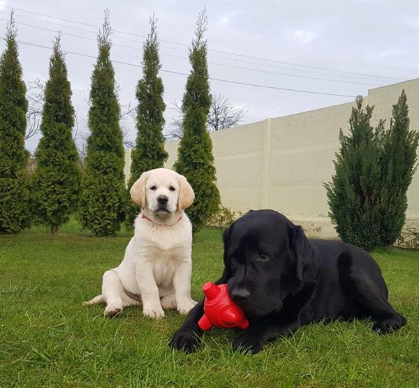 Grote foto labrador retriever pups dieren en toebehoren retrievers spani ls en waterhonden