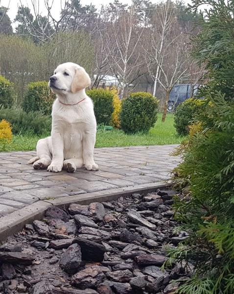 Grote foto labrador retriever pups dieren en toebehoren retrievers spani ls en waterhonden