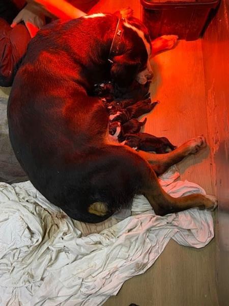 Grote foto grote zwitserse sennenhond puppies te koop dieren en toebehoren overige honden
