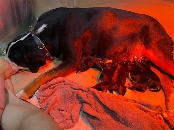 Grote foto grote zwitserse sennenhond puppies te koop dieren en toebehoren overige honden