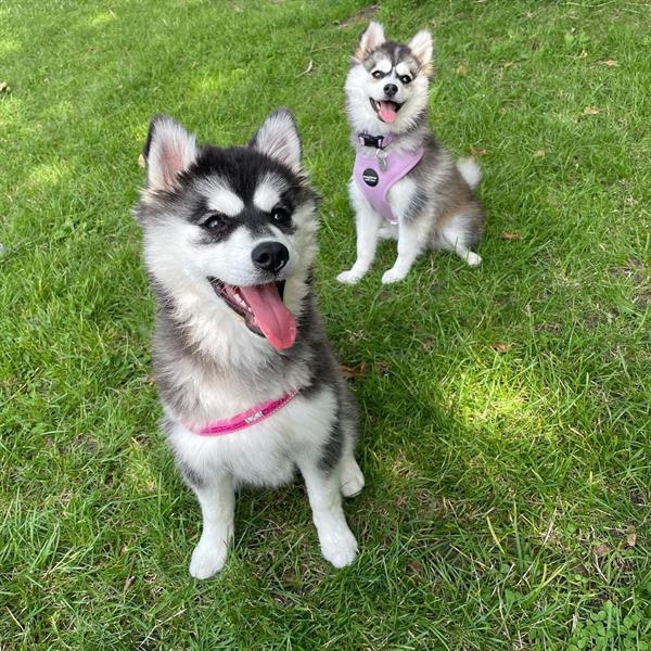 Grote foto prachtige pomsky pups te koop dieren en toebehoren bulldogs pinschers en molossers