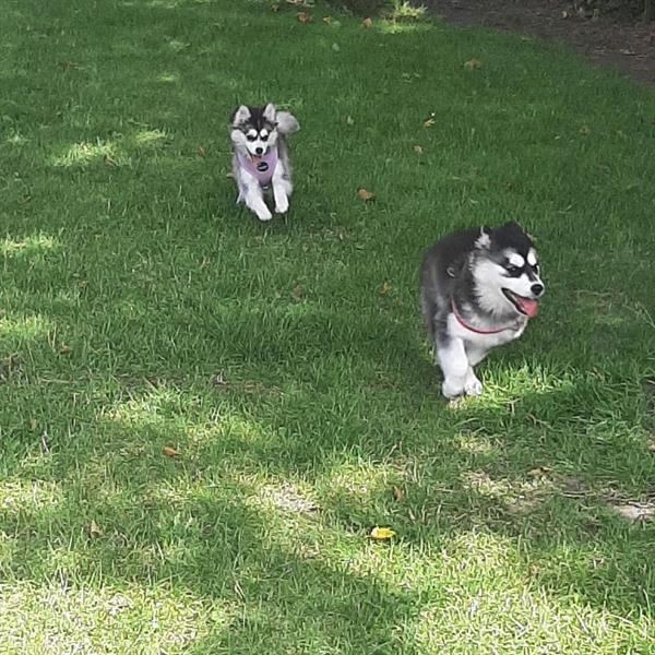 Grote foto prachtige pomsky pups te koop dieren en toebehoren bulldogs pinschers en molossers