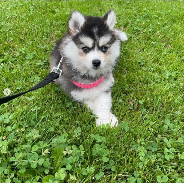 Grote foto prachtige pomsky pups te koop dieren en toebehoren bulldogs pinschers en molossers