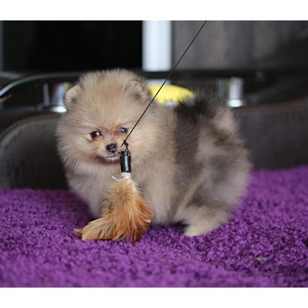 Grote foto mini pomeranische zwergspitz dieren en toebehoren poolhonden keeshonden en oertypen