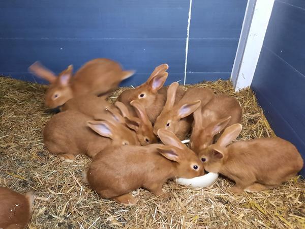 Grote foto vaal van bourgondie dieren en toebehoren konijnen