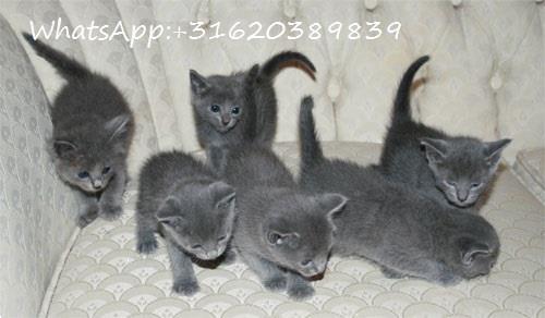 Grote foto russisch blauwe kittens dieren en toebehoren raskatten langhaar
