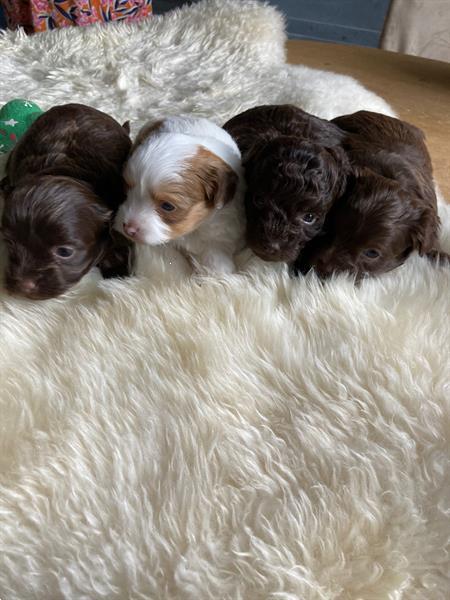 Grote foto puppys bolonka zwetna boomerjes dieren en toebehoren overige honden