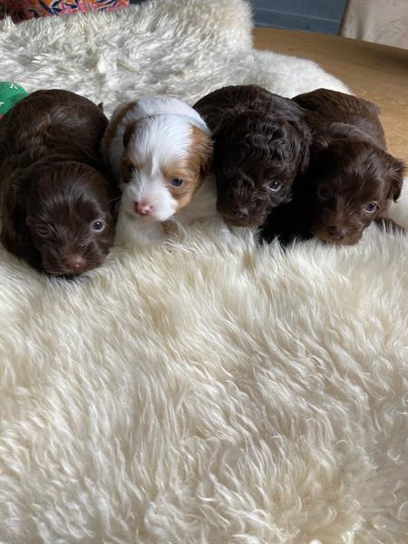 Grote foto puppys bolonka zwetna boomerjes dieren en toebehoren overige honden