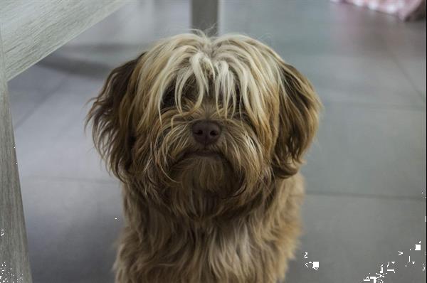 Grote foto puppys bolonka zwetna boomerjes dieren en toebehoren overige honden