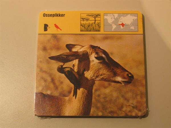 Grote foto lot dierenprenten kaarten lombard nv 1976 verzamelen dierenverzamelingen
