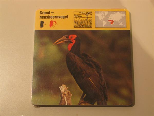 Grote foto lot dierenprenten kaarten lombard nv 1976 verzamelen dierenverzamelingen