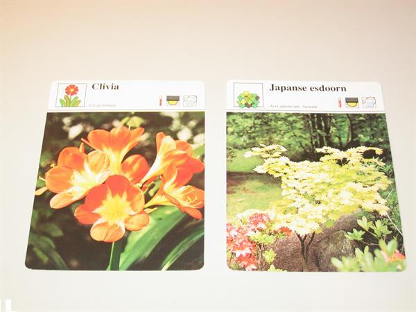 Grote foto plantenprenten kaarten het spectrum verzamelen kaarten en prenten