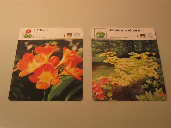Grote foto plantenprenten kaarten het spectrum verzamelen kaarten en prenten