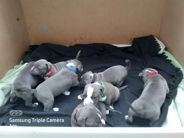 Grote foto amerikaanse stafford pups dieren en toebehoren jack russells en terri rs