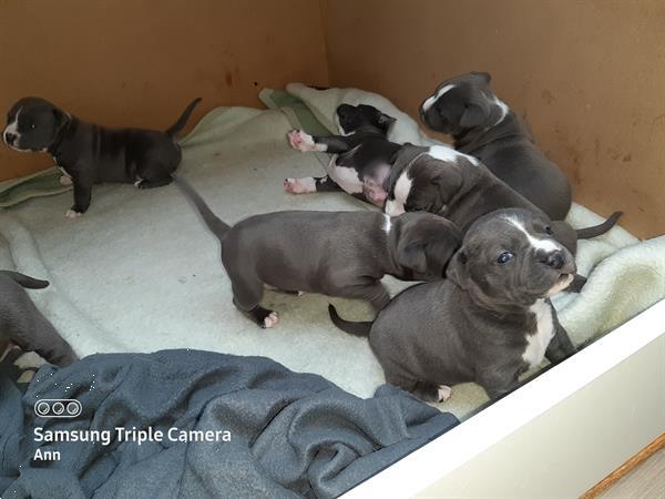 Grote foto amerikaanse stafford pups dieren en toebehoren jack russells en terri rs