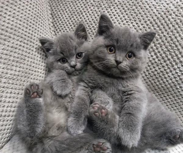 Britse Kittens Kopen | Raskatten Korthaar