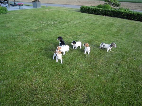 Grote foto jack russel pups dieren en toebehoren jack russells en terri rs