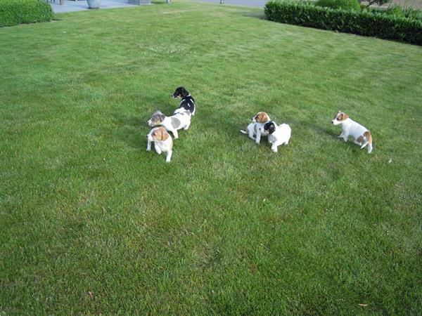 Grote foto jack russel pups dieren en toebehoren jack russells en terri rs