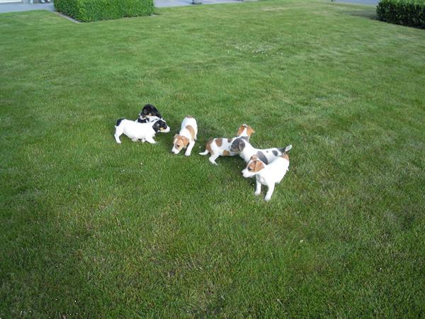 Grote foto jack russel pups dieren en toebehoren jack russells en terri rs