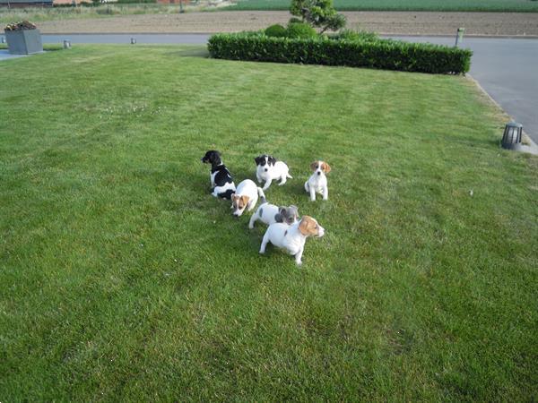 Grote foto jack russel pups dieren en toebehoren jack russells en terri rs