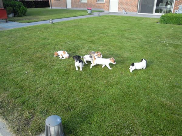 Grote foto jack russel pups dieren en toebehoren jack russells en terri rs