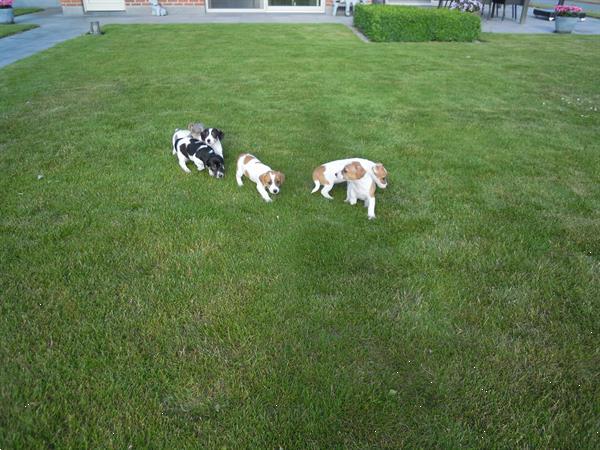 Grote foto jack russel pups dieren en toebehoren jack russells en terri rs