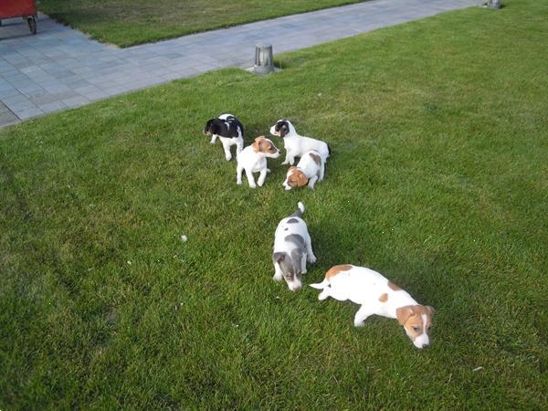 Grote foto jack russel pups dieren en toebehoren jack russells en terri rs