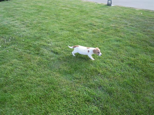 Grote foto jack russel pups dieren en toebehoren jack russells en terri rs