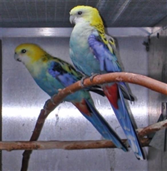 Grote foto bleekkoprosellas dieren en toebehoren parkieten en papegaaien