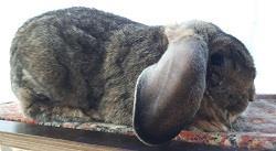 Grote foto uitverkoop franse hangoren dieren en toebehoren konijnen