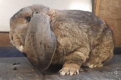 Grote foto uitverkoop franse hangoren dieren en toebehoren konijnen