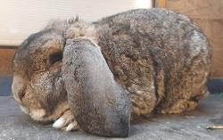 Grote foto uitverkoop franse hangoren dieren en toebehoren konijnen