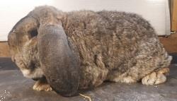 Grote foto uitverkoop franse hangoren dieren en toebehoren konijnen