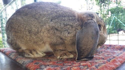 Grote foto uitverkoop franse hangoren dieren en toebehoren konijnen