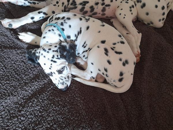 Grote foto dalmatier pups dieren en toebehoren niet rashonden