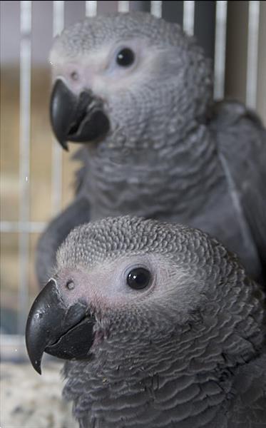 Grote foto jonge grijze papegaaien dieren en toebehoren parkieten en papegaaien