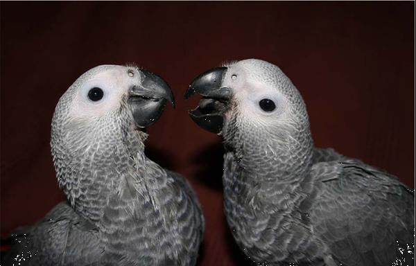 Grote foto jonge grijze papegaaien dieren en toebehoren parkieten en papegaaien