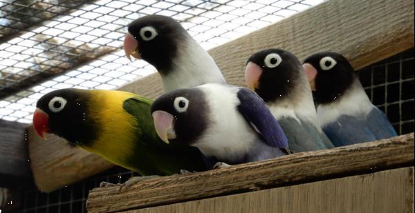 Grote foto dwergpapegaaitjes agapornis personata dieren en toebehoren parkieten en papegaaien