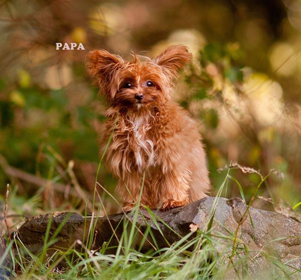 Grote foto prachtige hypoallergene pups te reserveren dieren en toebehoren chihuahua en gezelschapshonden