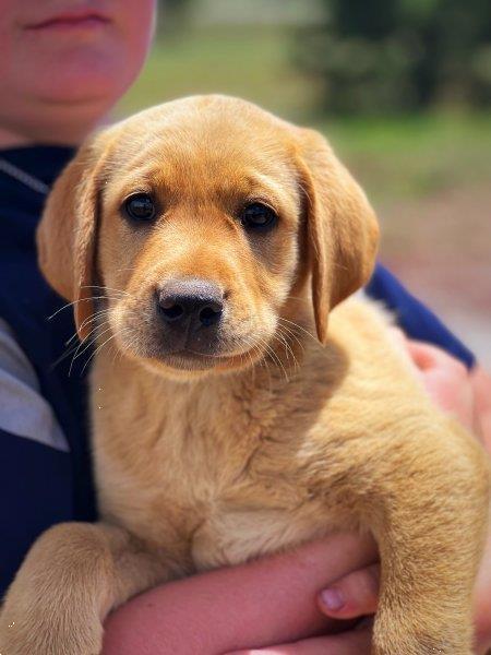 Grote foto mooie labrador retrievers dieren en toebehoren bulldogs pinschers en molossers