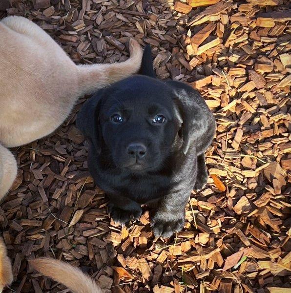 Grote foto mooie labrador retrievers dieren en toebehoren bulldogs pinschers en molossers